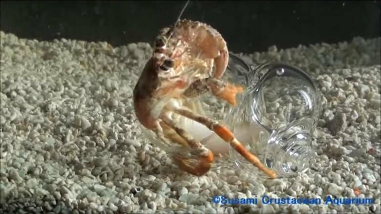 貝殻に入るまで(2)。とりあえず体を入れてみる(画像提供：すさみ町立エビとカニの水族館)