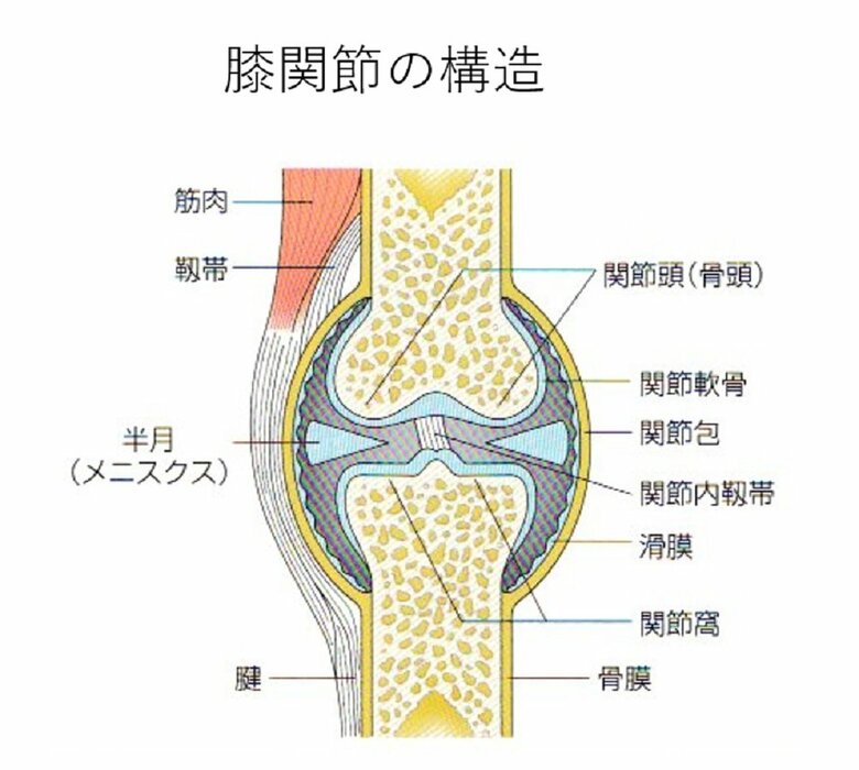 関節の構造（提供：平泉裕）
