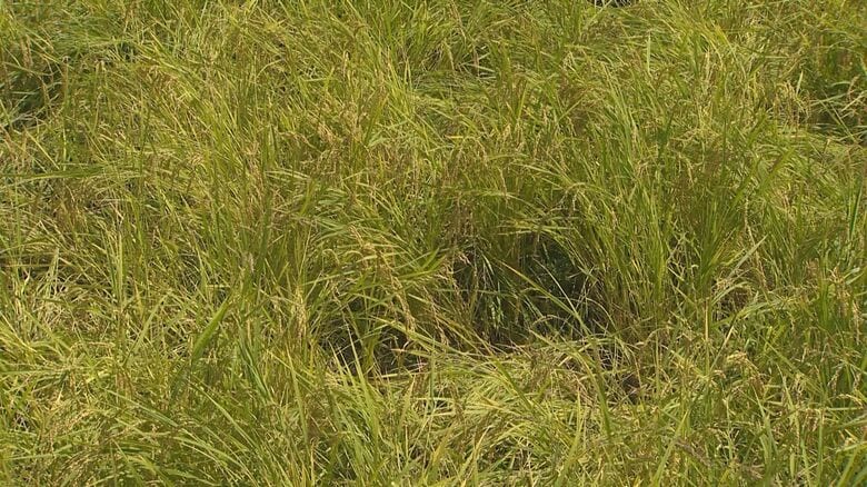野生動物による被害