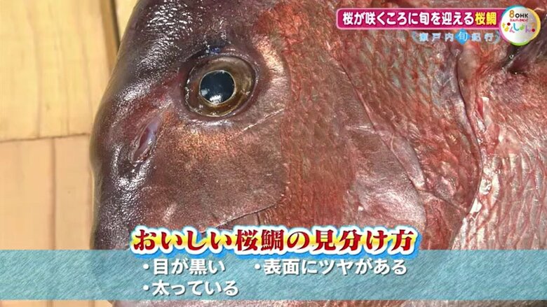 おいしい桜鯛の見分け方