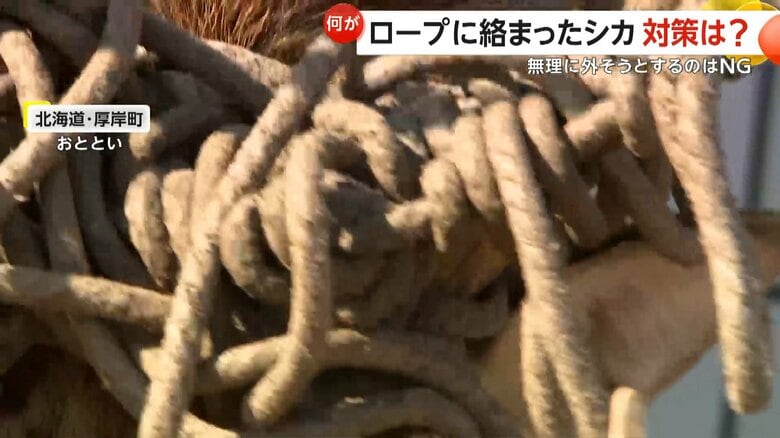 立派に生えた角にぐるぐる巻きに絡まっていた太いロープ