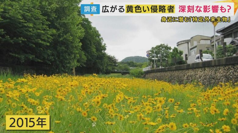 約10年で一面を覆うほどに