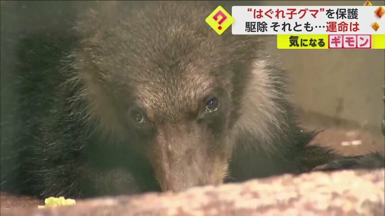 旭山動物園に収容され元気に動き回る子グマ