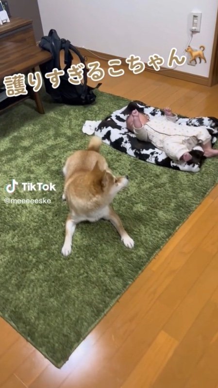 提供：柴犬こちゃんさん