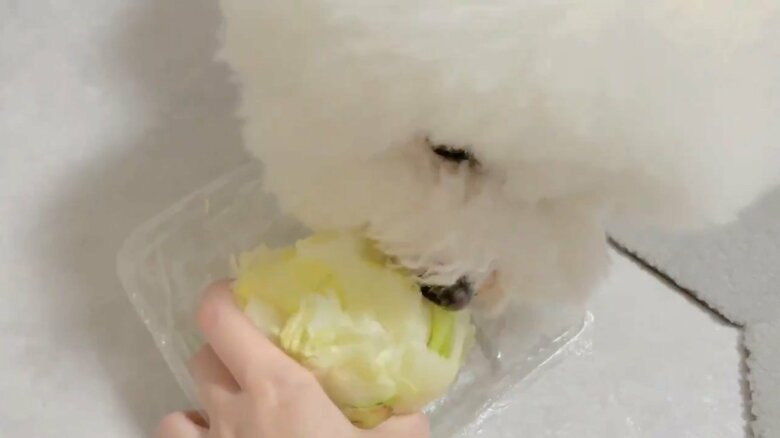野菜も大好き