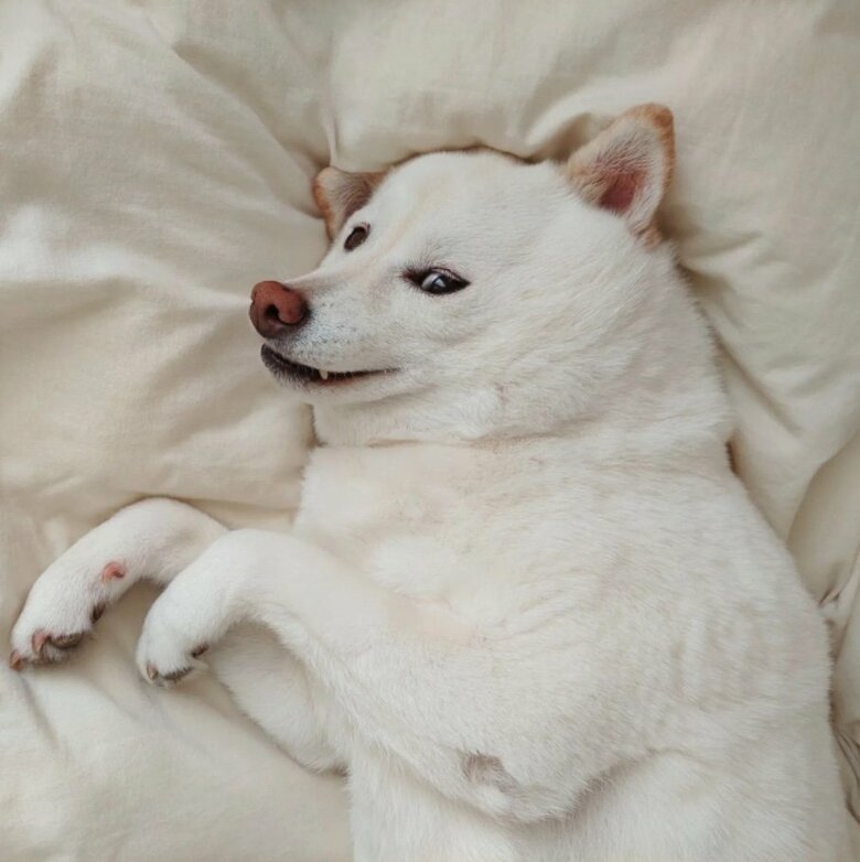 提供： kinako_kinakoさん