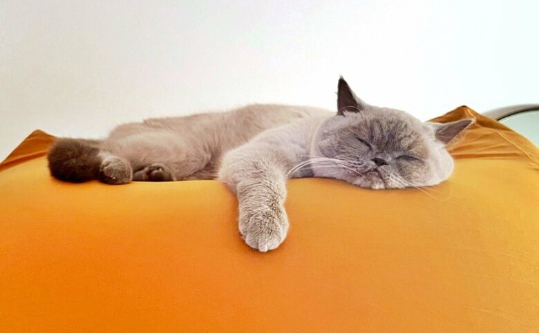 クッションのうえでまったりする、うどんちゃん