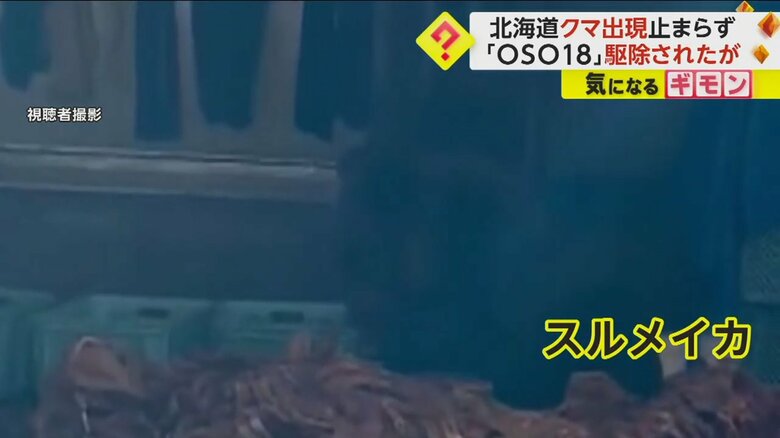 クマがスルメイカを食べている