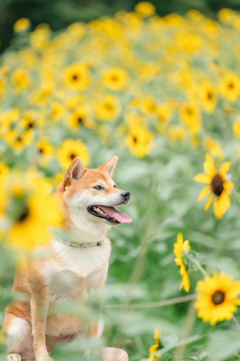 提供：柴犬　むぎさん