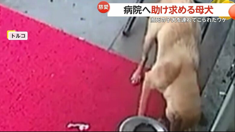 子犬をくわえた母犬が動物病院に現れ、獣医師によって保護される一部始終（6）