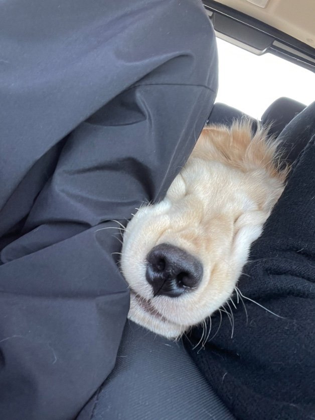 提供：イブ（ゴールデンレトリバー）さん