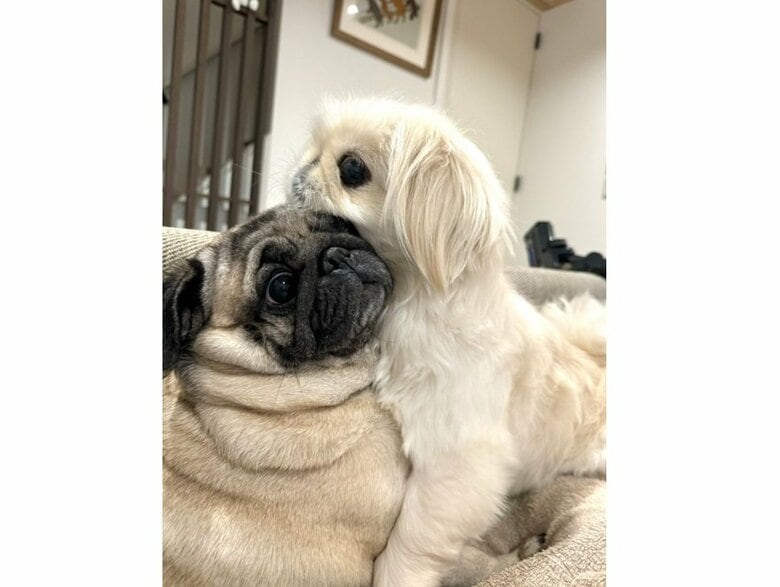 横綱ちゃん（左）と小結ちゃん（右）