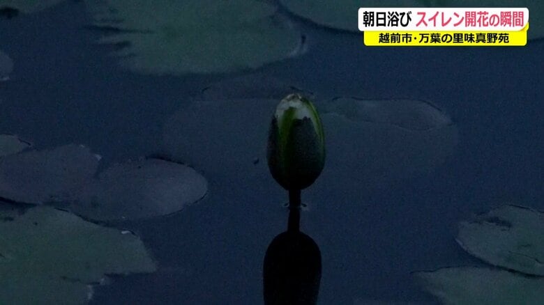 日の出前のスイレン。まだつぼみが閉じている
