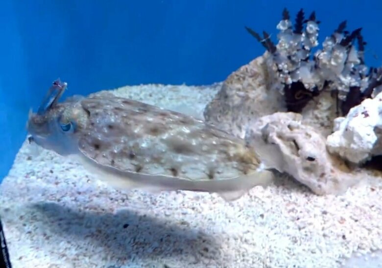 魚を持ったまま水槽の端までスイ～（撮影：@ikas9uidcalamar）