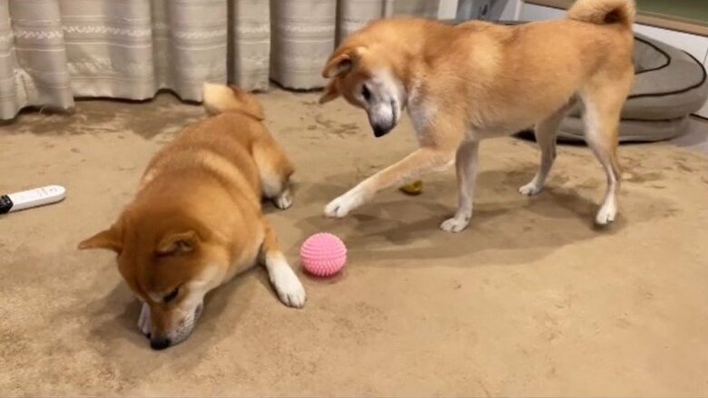 もずくくんの近くにあるおもちゃを、そーっと取る、わさびくん