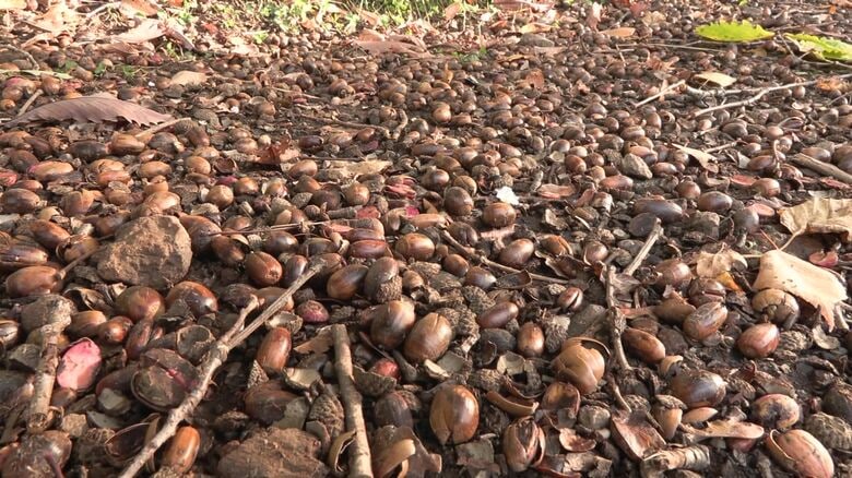 2025年はドングリが凶作だった