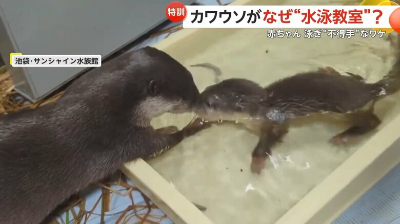 水に顔を沈めた子どもを心配し、手で赤ちゃんの顔を引き上げるコツメカワウソの様子（6）