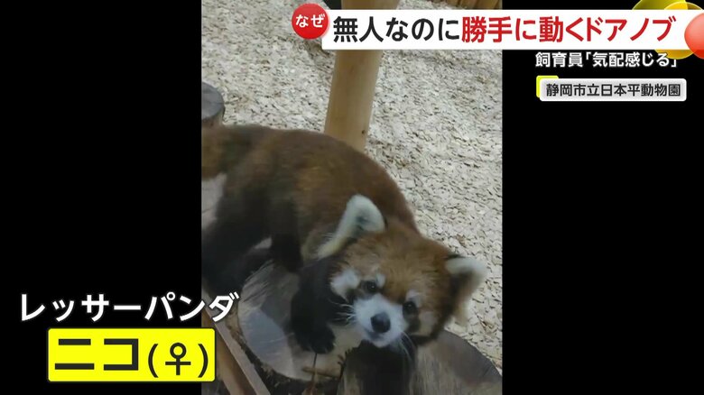 レッサーパンダのニコちゃん（映像提供：静岡市立日本平動物園）