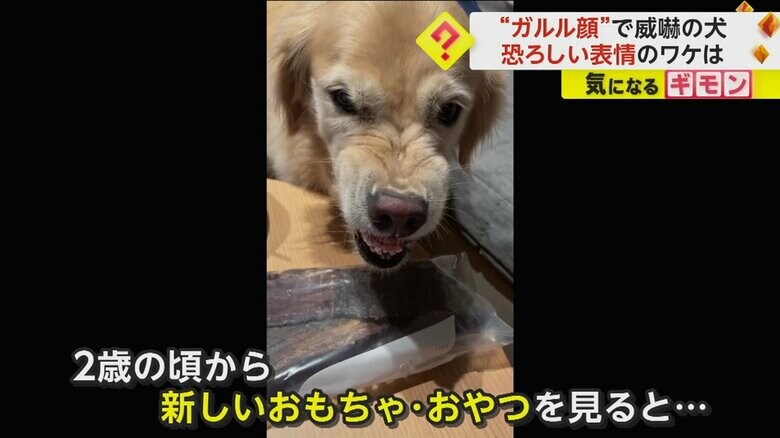 袋に入ったおやつを見て、ガルル顔になるルーシーちゃん