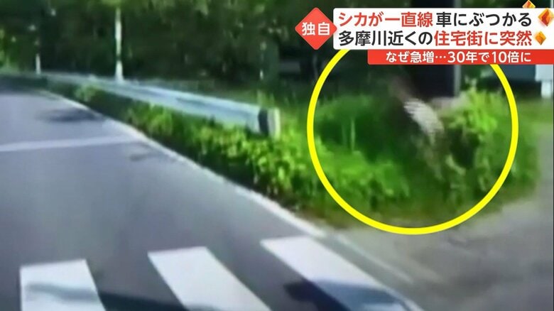 シカは住宅街に向かったという