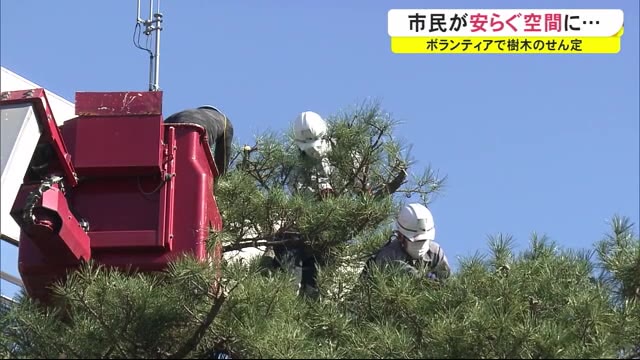 街路樹も少しずつ色づく中…秋田県造園協会がボランティアでマツをせん定 秋田