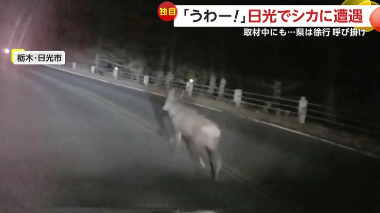 シカが車の前に飛び出す瞬間（10月30日、栃木・日光市）⑧