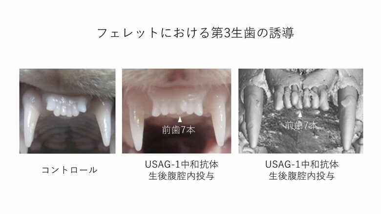 第3生歯を生やす研究はフェレットで実施した（提供：北野病院）
