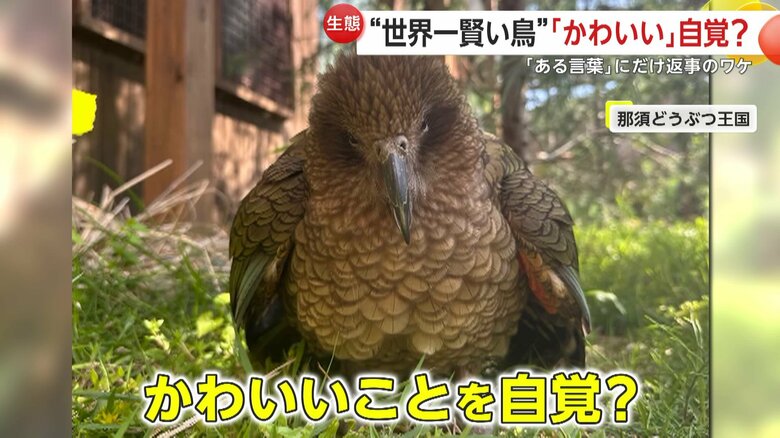 自分がかわいいとを自覚しているようにも感じられるミヤマオウムのレアちゃん