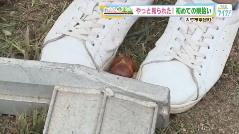 靴の裏でイガを開くと、中からつやつやの栗が！