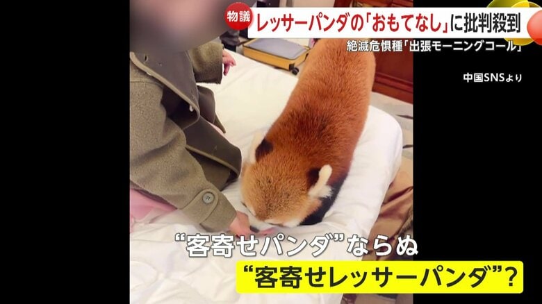 レッサーパンダにエサを与える宿泊客