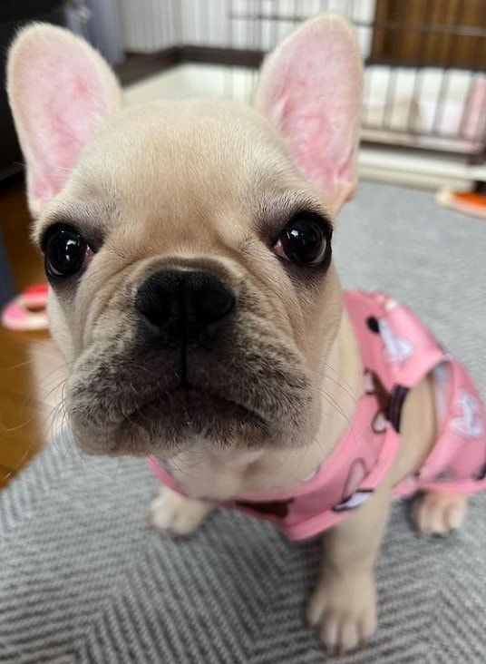 提供：みるくちゃん