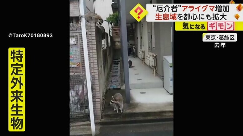2022年、東京都葛飾区の集合住宅通路で撮影されたアライグマ
