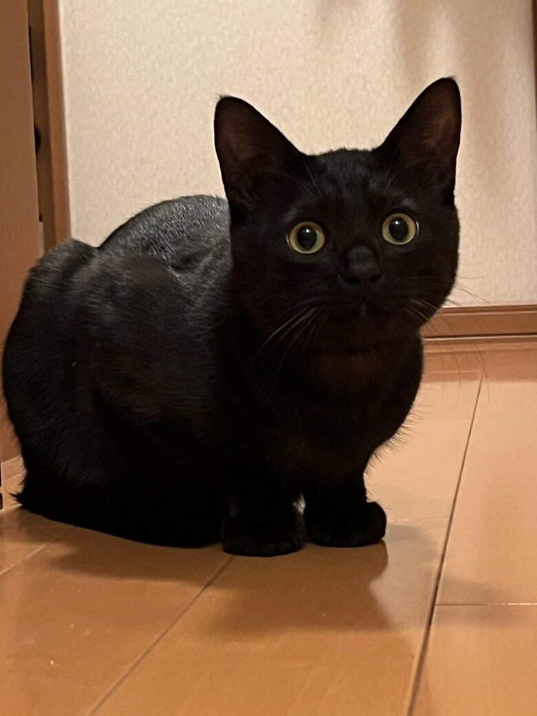 提供：サラミさん