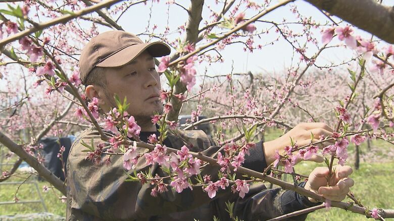 岩本さんは桃農家