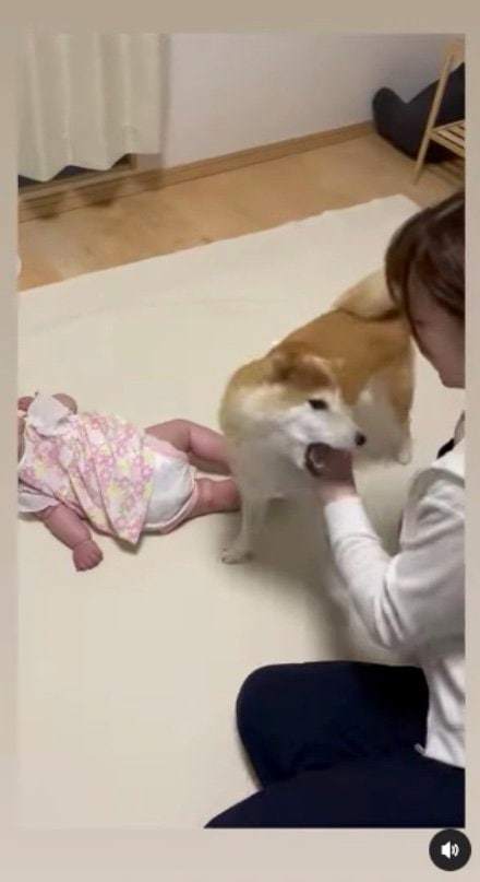 何度も赤ちゃんを守るそらちゃん（提供：SORAさん）