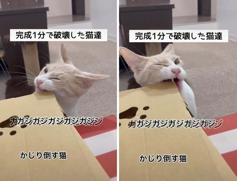 左右の歯で念入りにガジガジ