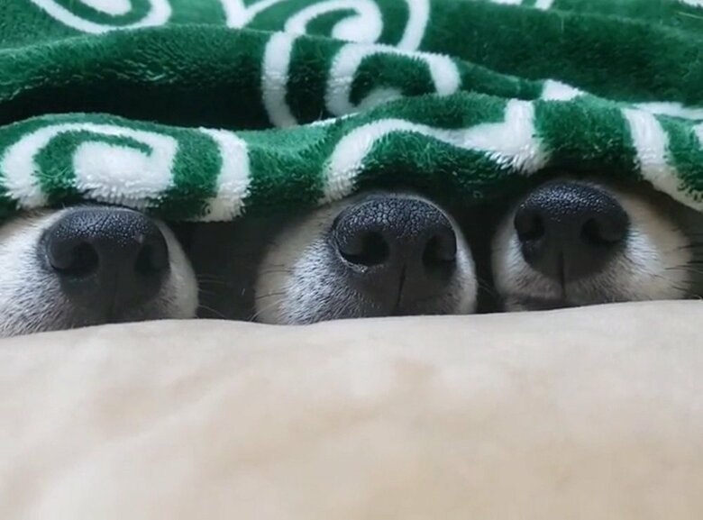 鼻先クイズ　どの子がどの子でしょうか？