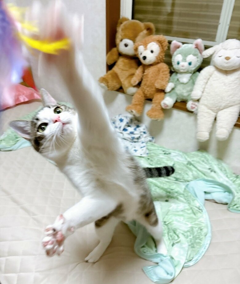 猫パンチ！