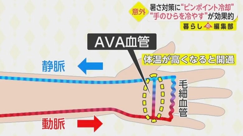 大量の血液を流して熱を逃がし、冷たくなった血液が体に戻る