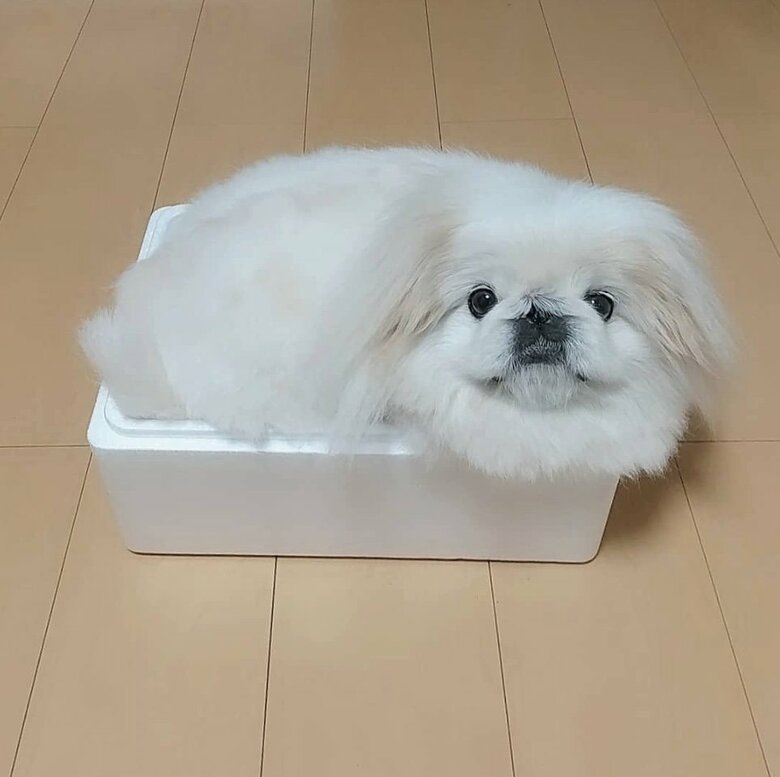 提供：うにたんさん