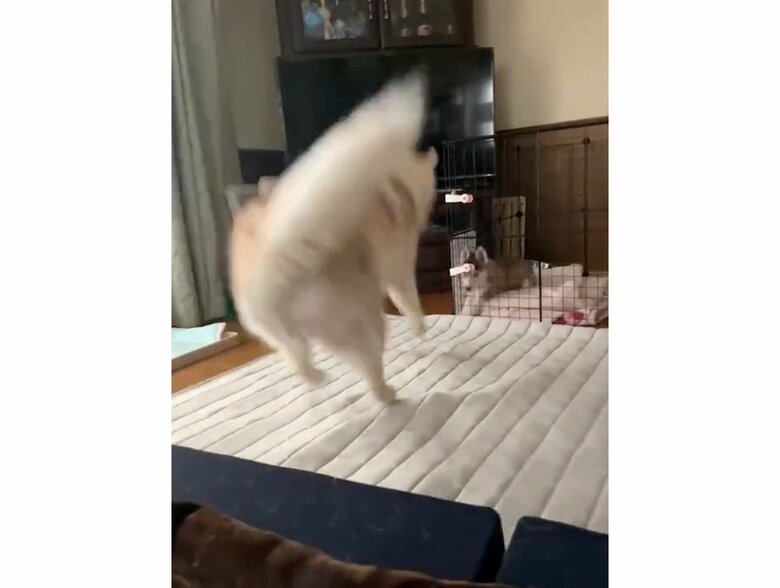 提供：ココとイチのままちゃん