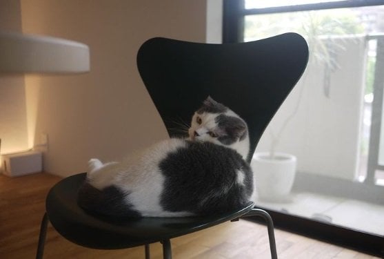 くつろぐオッタくん