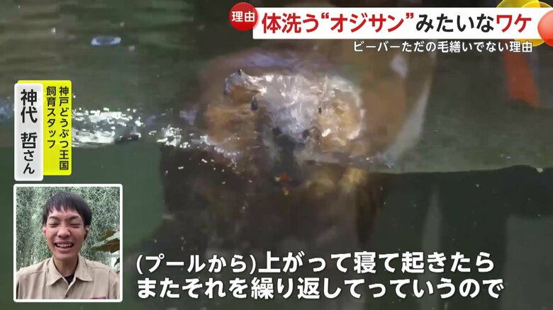 「プールに入る前には必ずああいった行動が見られる」と話す飼育スタッフの神代さん