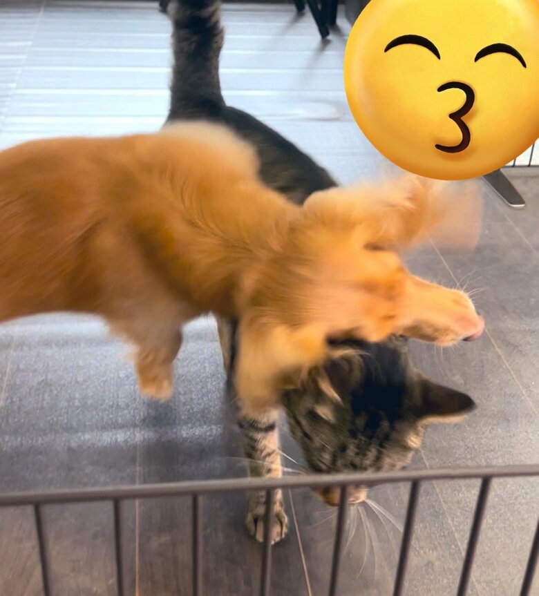 じゃれ合う2匹の様子