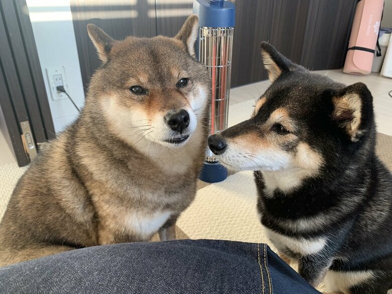 花ちゃん（左）もストーブ前に行きたい？