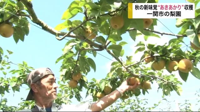 秋の新しい味覚 梨の新品種 “あきあかり” 収穫最盛期<岩手・一関市>