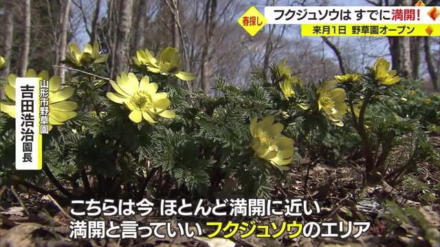 満開に近いフクジュソウ