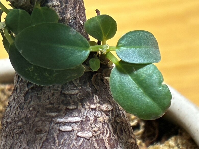 新しい葉が小さい場合は水をやりすぎの可能性も（特集班撮影）