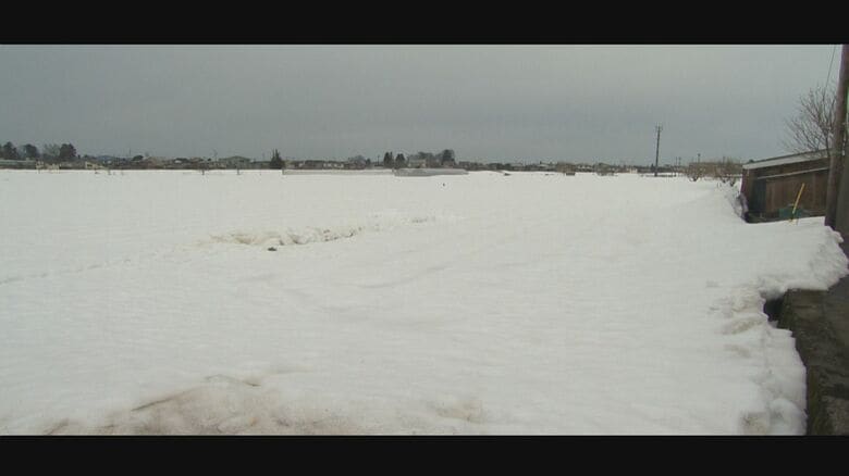 雪下キャベツの畑（2025年3月）