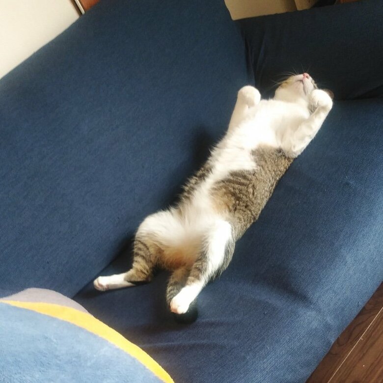 ももちゃん（提供：にゃん報さん）